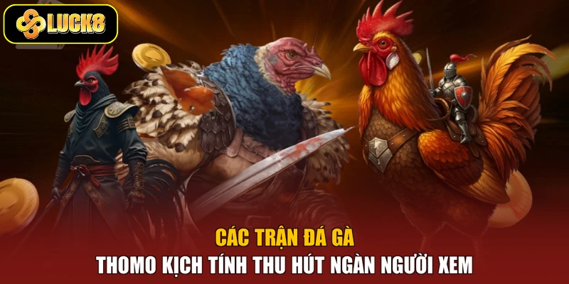 Các trận đá gà Thomo kịch tính thu hút ngàn người xem