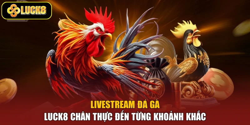 Livestream đá gà Luck8 chân thực đến từng khoảnh khắc