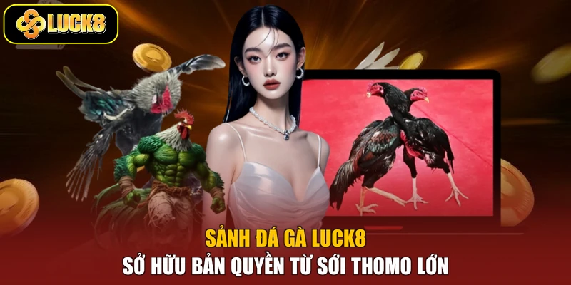 Sảnh đá gà Luck8 sở hữu bản quyền từ sới Thomo lớn